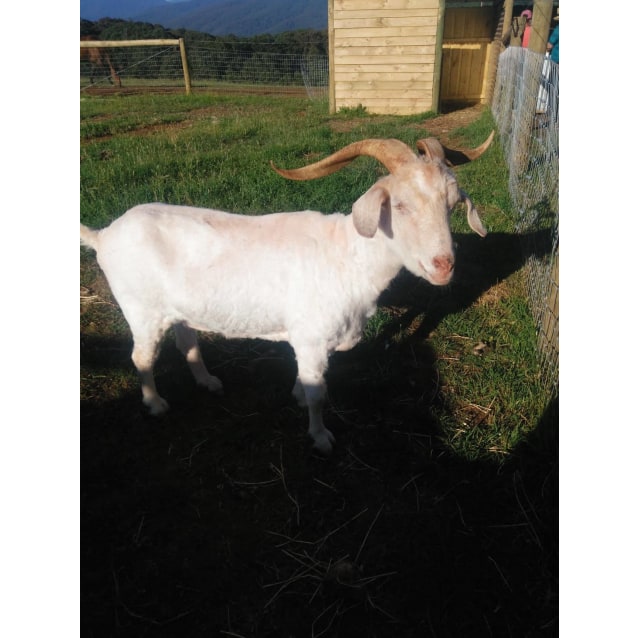 Goats for adoption! Male Goat in VIC PetRescue