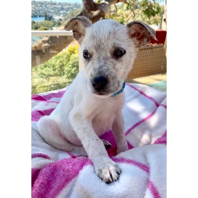 Smithy Small Male Jack Russell Terrier X Cattle Dog Mix Dog In