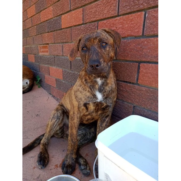 Ruby Medium Female Rhodesian Ridgeback x Staffordshire Bull Terrier Mix Dog in WA PetRescue