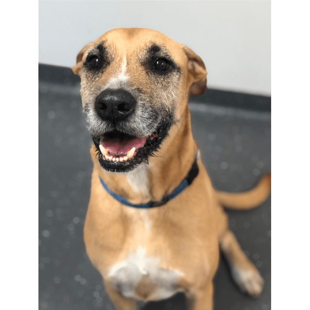 Murphy - Large Male Hungarian Vizsla x Rottweiler Mix Dog in QLD ...