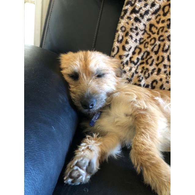Tyrian ~ 2yo Terrier x (evaluating enquiries) - Small Male Terrier x ...
