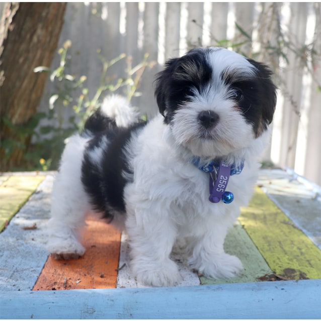 Gabe Small Male Cavalier King Charles Spaniel x Maltese Mix Dog in