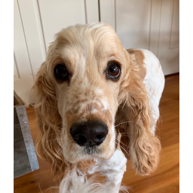 Assisted rehome Finn a young energetic boy Medium Male Cocker Spaniel