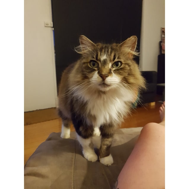 Mikee Moo Located In Gardenvale Female Domestic Long Hair Cat