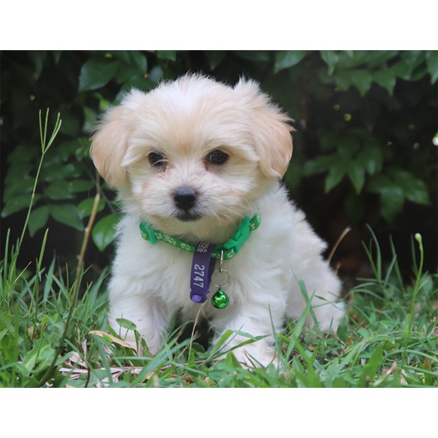 Arizona Small Female Cavalier King Charles Spaniel x Maltese Mix Dog