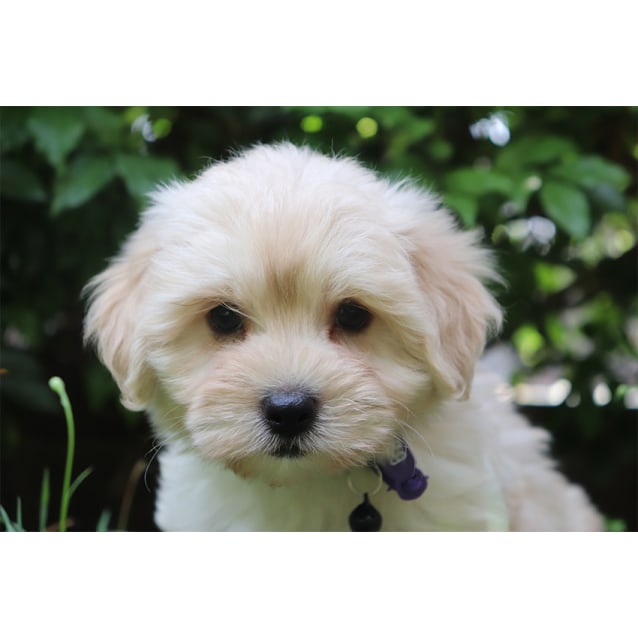 Alexander Small Male Cavalier King Charles Spaniel x Maltese Mix Dog