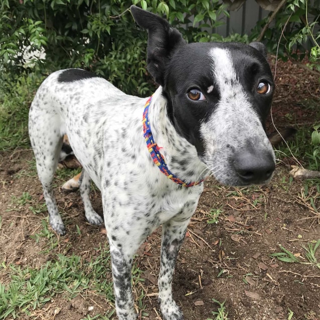 Patch ~ sweet 6mo Cattledog x Whippet - Medium Male Australian Cattle