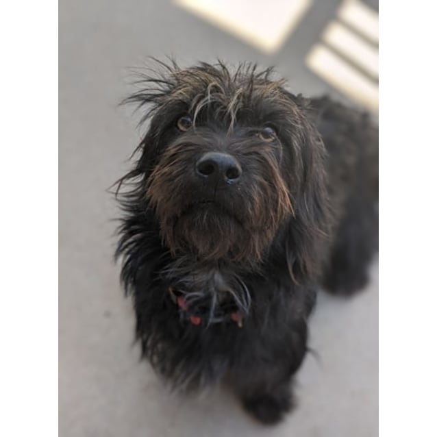Hairy Maclary Small Male Skye Terrier Mix Dog In VIC PetRescue