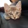Photo of Mr Meowgi