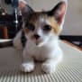 Photo of Lulu
