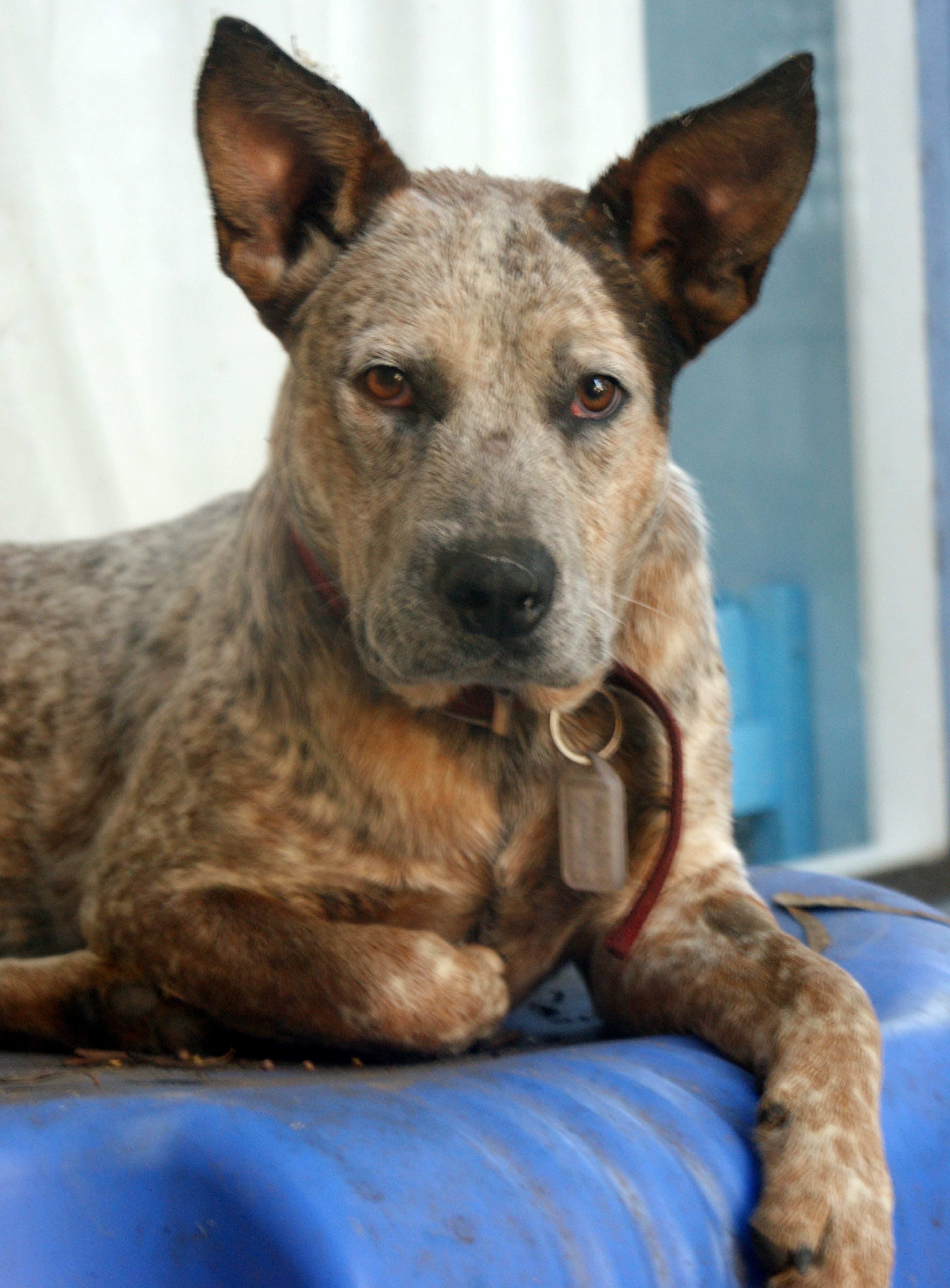 Medium Male Red Heeler Mix Dog in VIC PetRescue