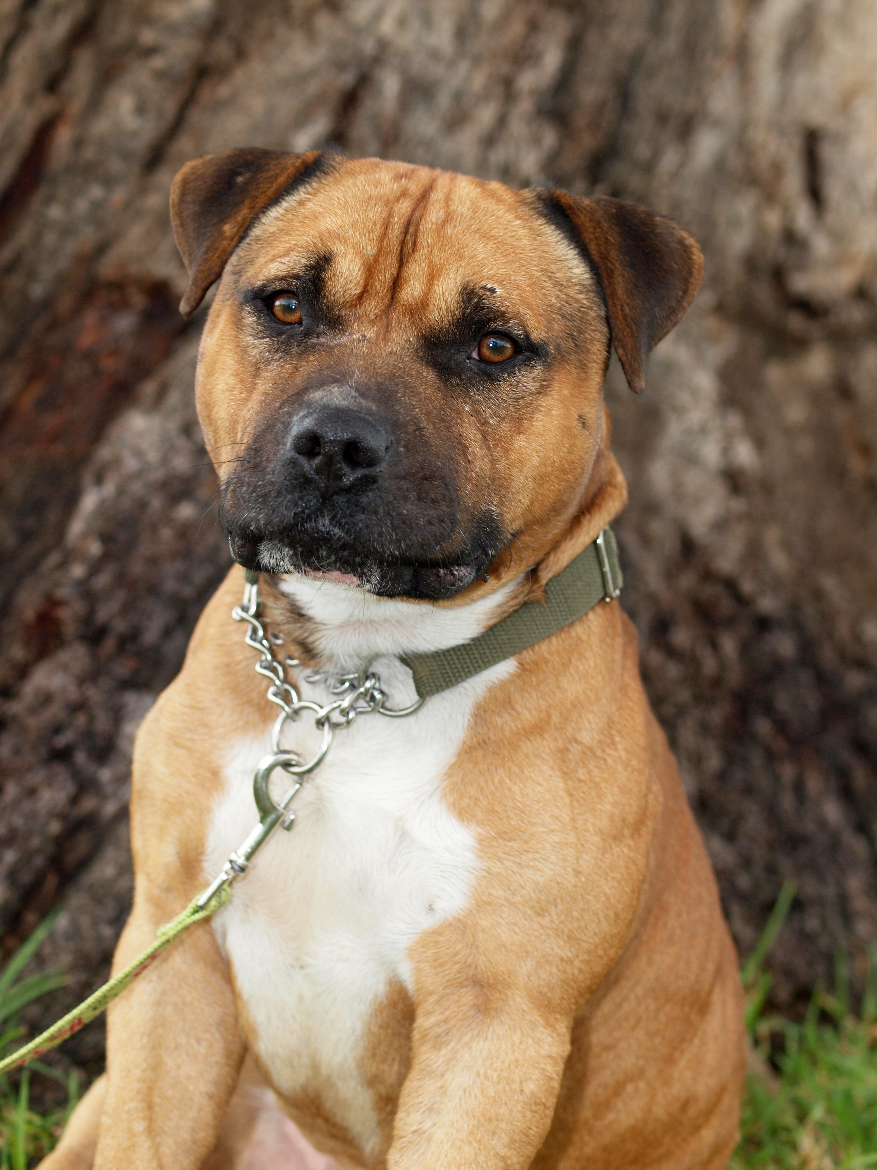 Nizmo Medium Male Staffordshire Bull Terrier Dog in NSW PetRescue
