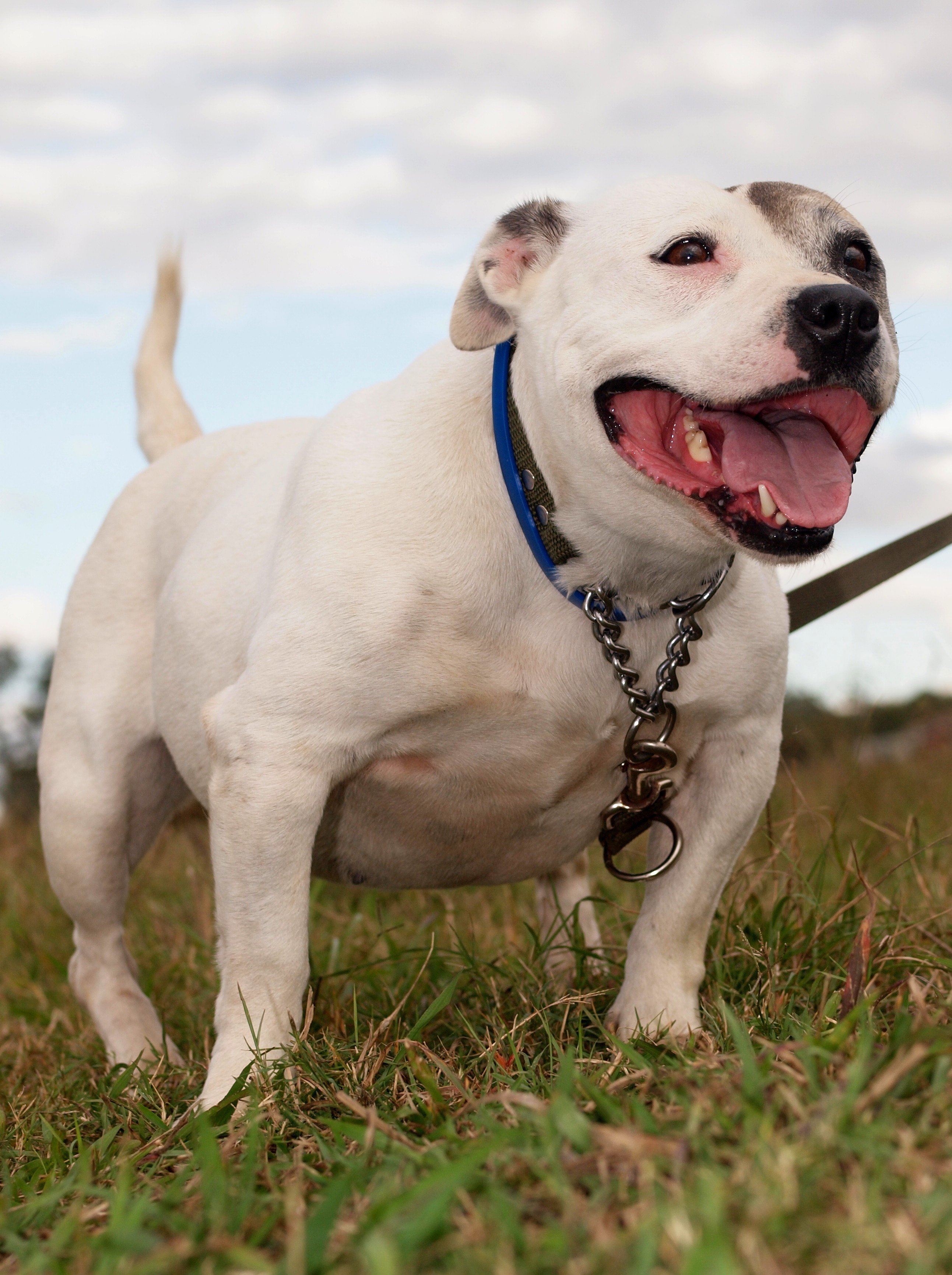 Pearl Medium Female Staffordshire Bull Terrier Dog in NSW PetRescue