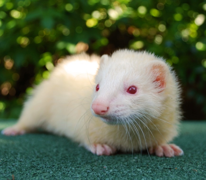 Buffy Female Ferret in NSW PetRescue