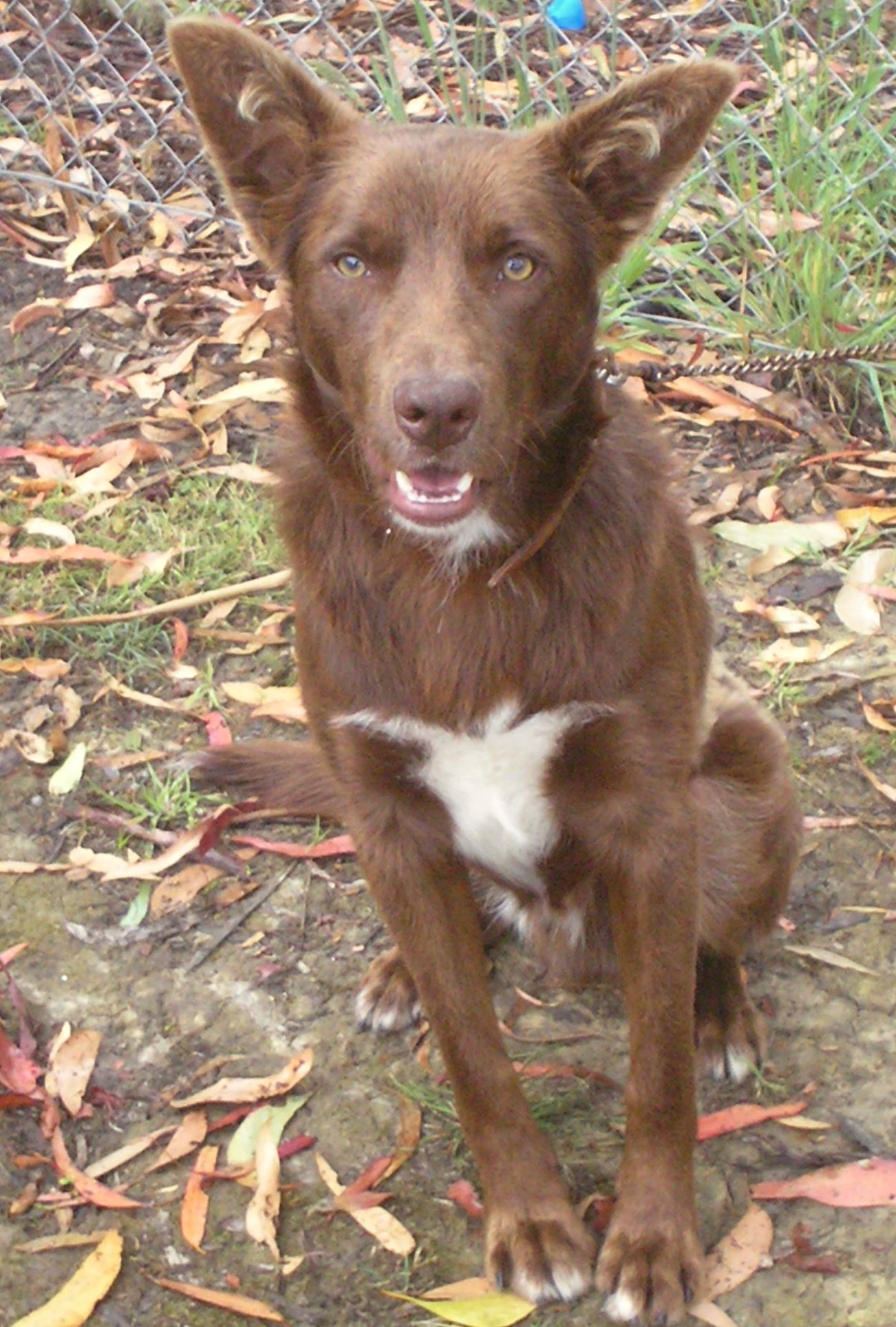 Red Kelpie Dog