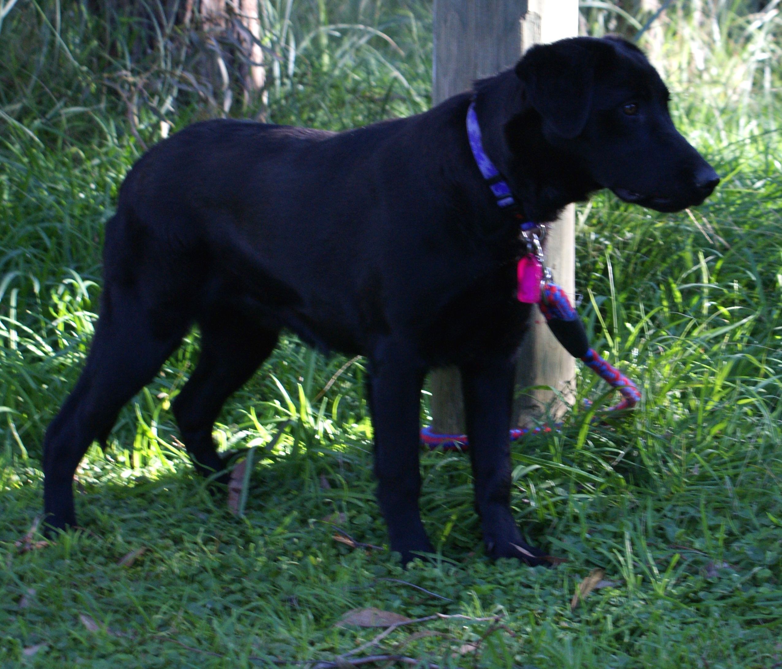 Mahlia Medium Female Labrador Cross Kelpie Dog in VIC PetRescue