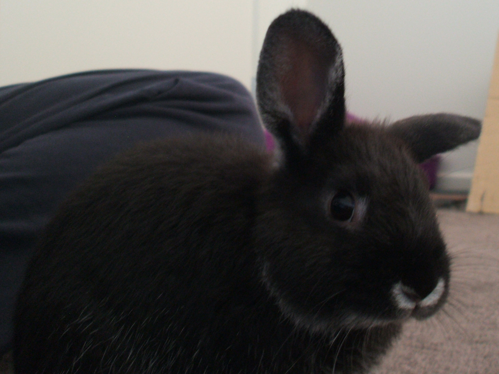 Kerri Female Rabbit in VIC PetRescue