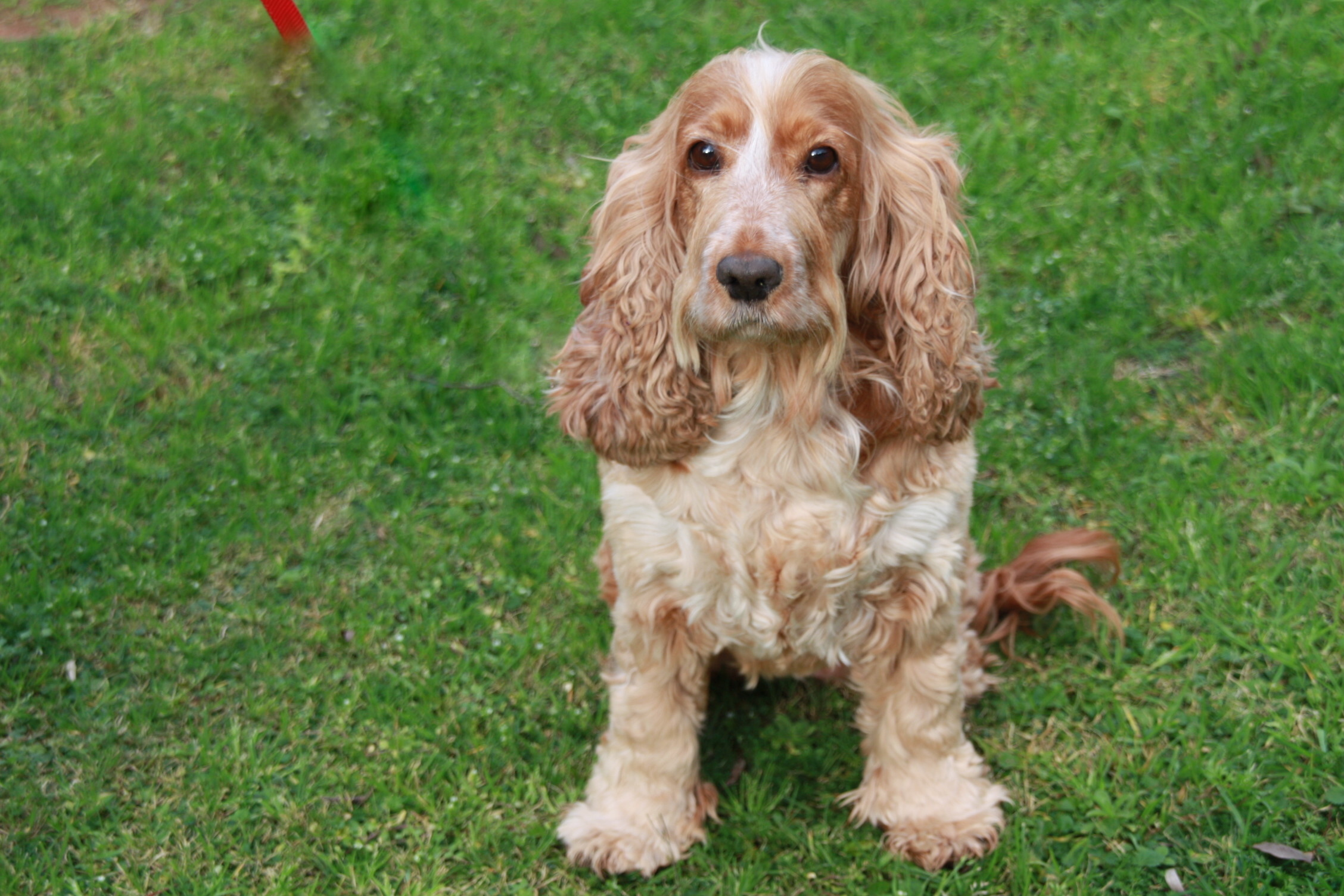Bonnie Medium Female Cocker Spaniel Dog in NSW PetRescue