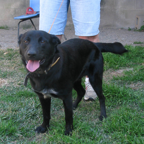 Argus Medium Male Kelpie Mix Dog in QLD PetRescue