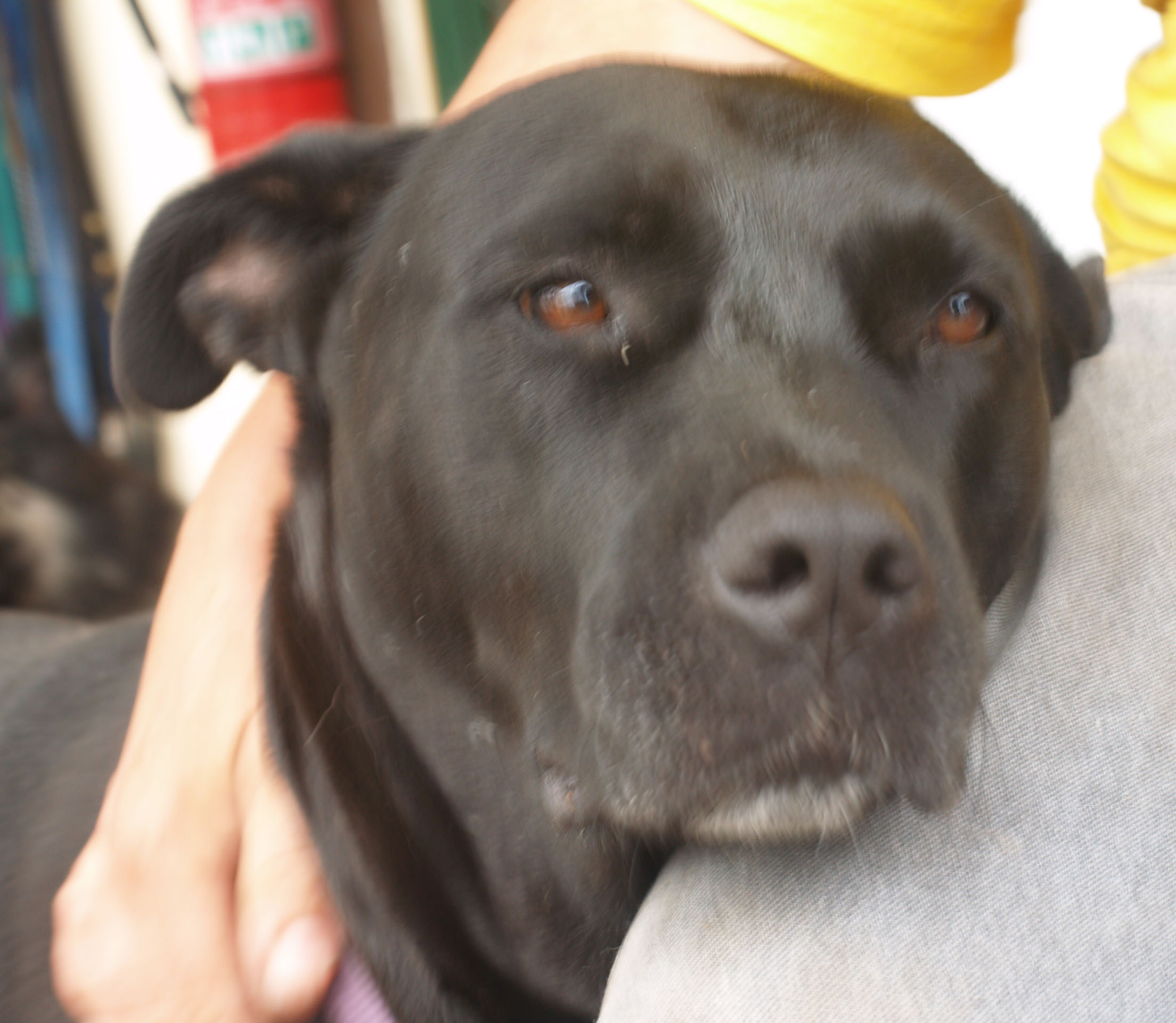 Marika Medium Female Bull Arab x Lab Mix Dog in NSW PetRescue