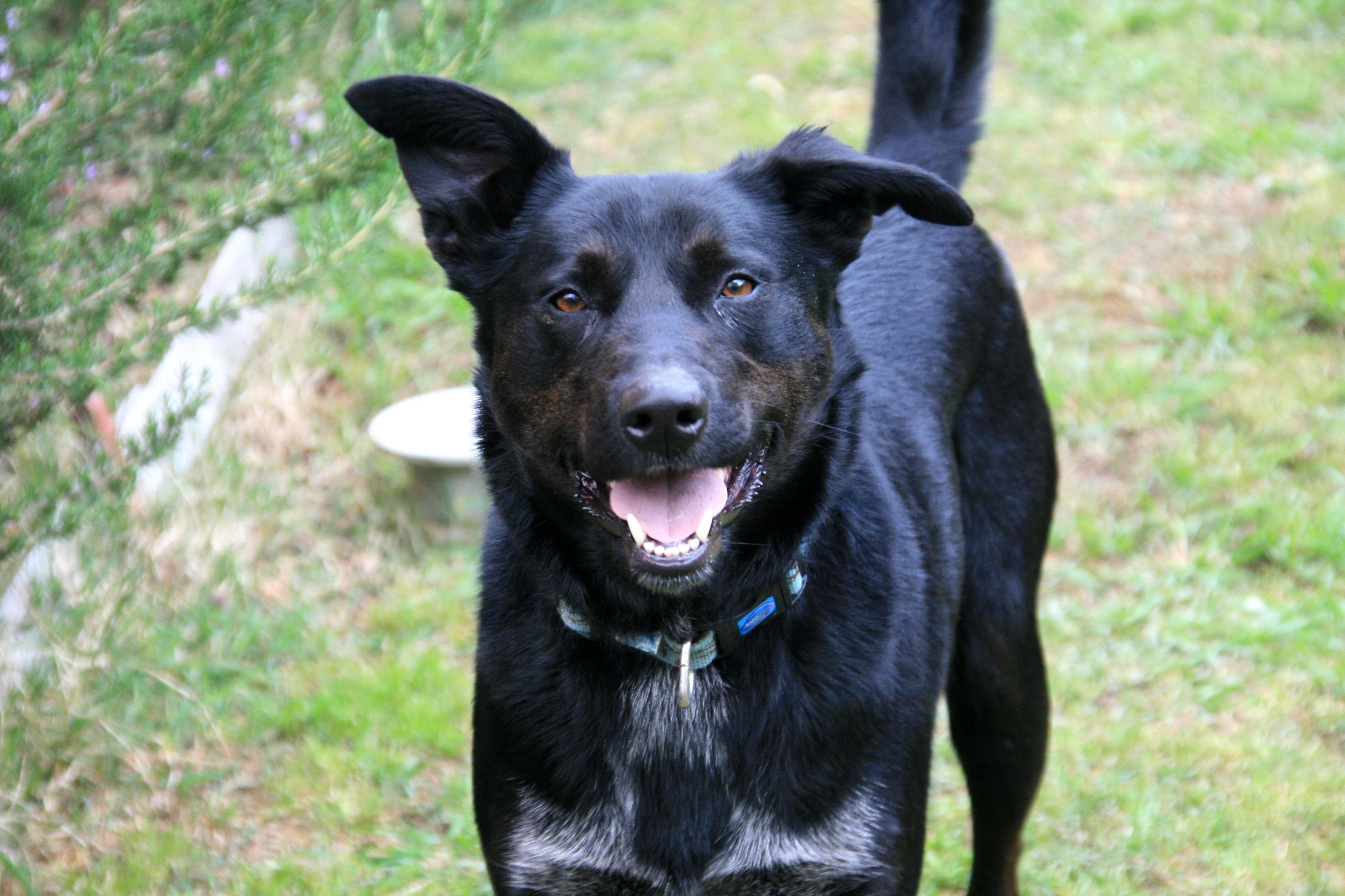 Rocky - Medium Male Labrador Cross Border Collie Dog in VIC - PetRescue