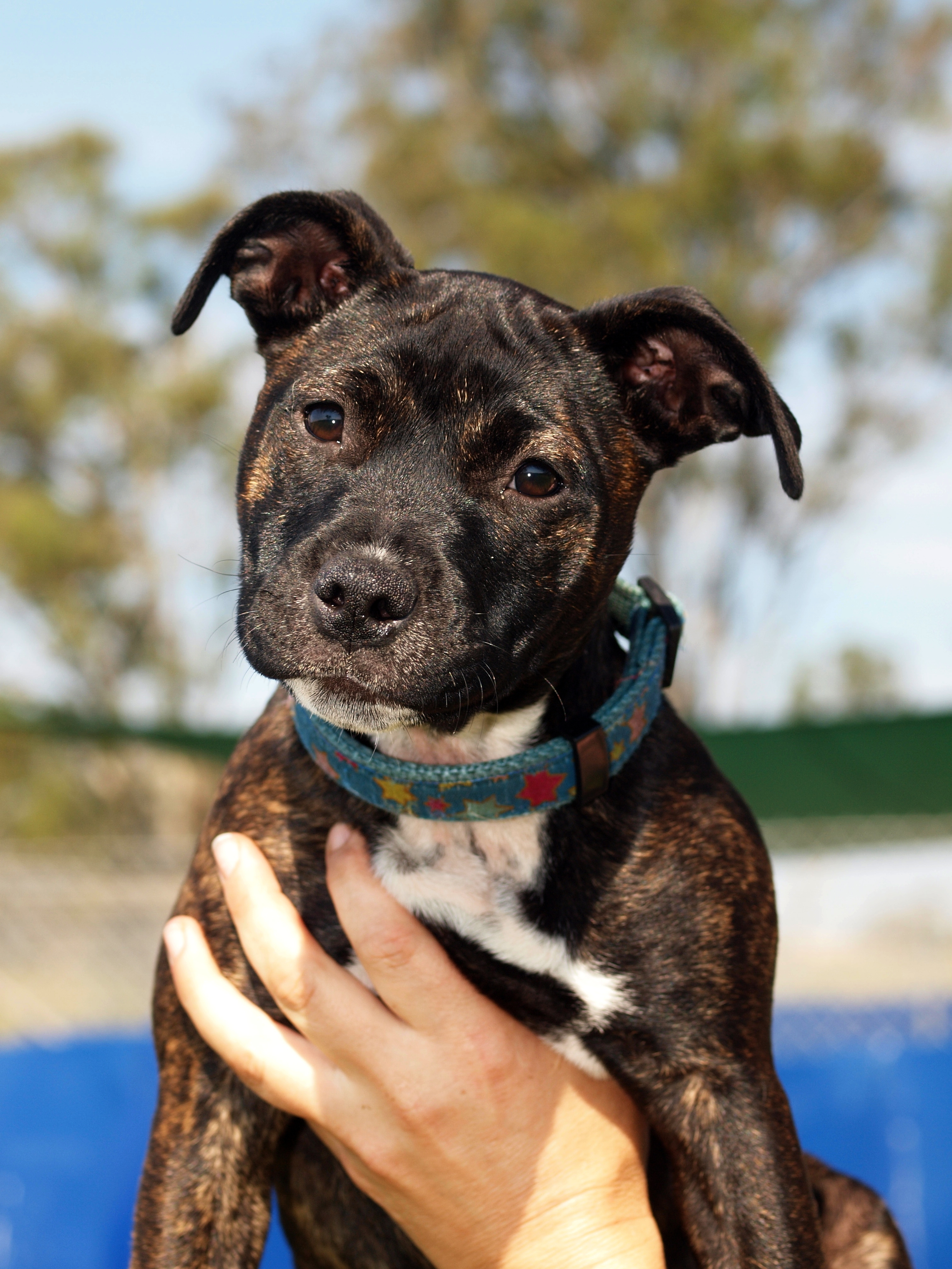 Emily Medium Female Staffordshire Bull Terrier Dog in NSW PetRescue