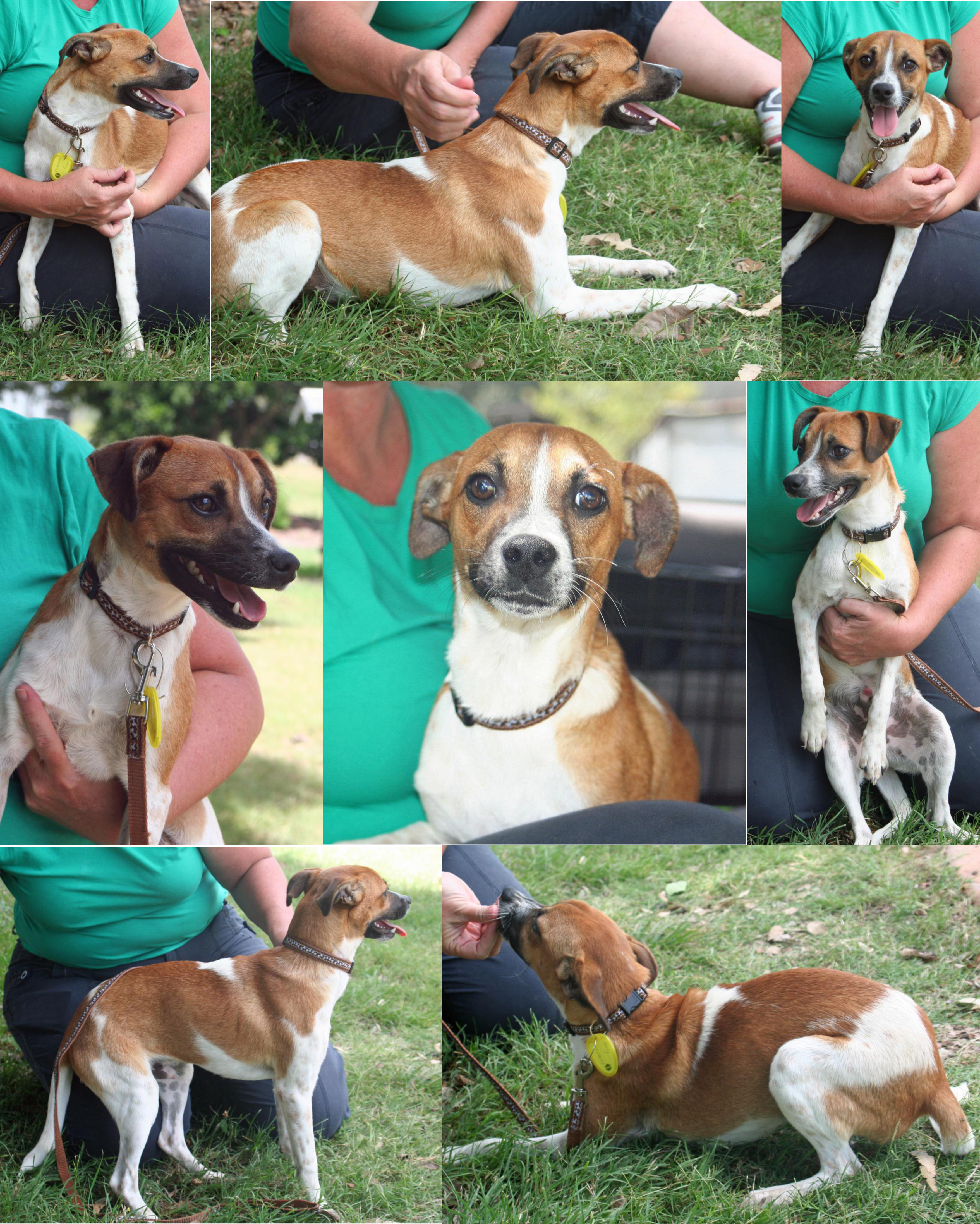 Gilbert Small Male Italian Greyhound x Jack Russell Terrier Dog in