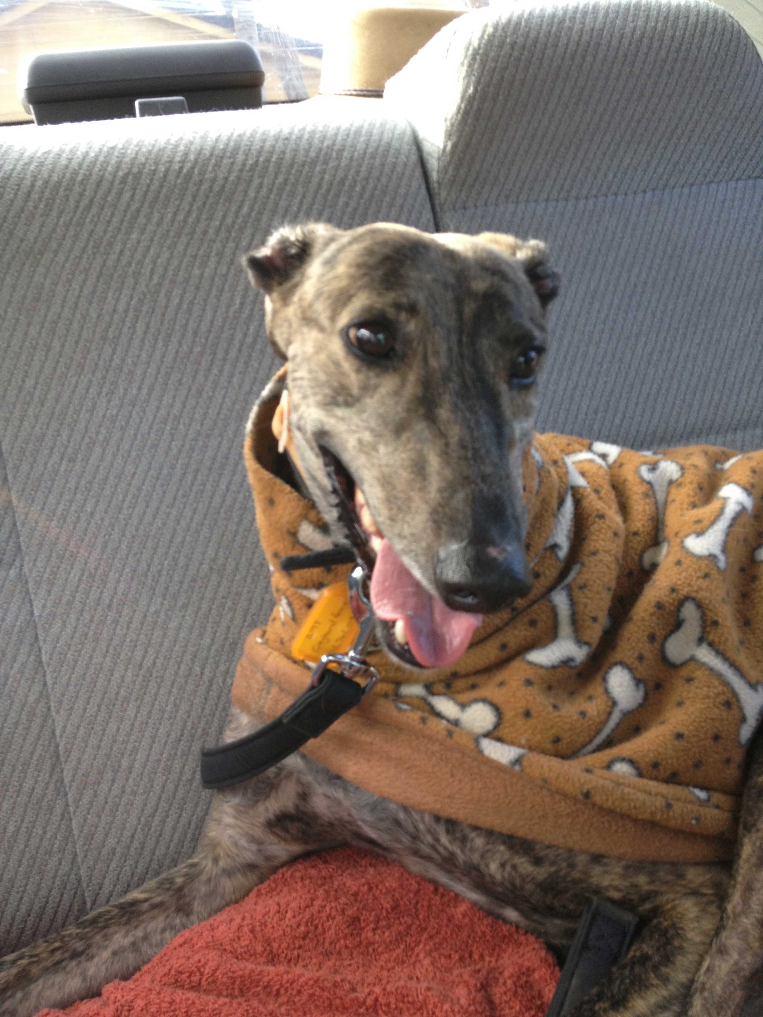 Amy - Medium Female Greyhound Dog in NSW - PetRescue