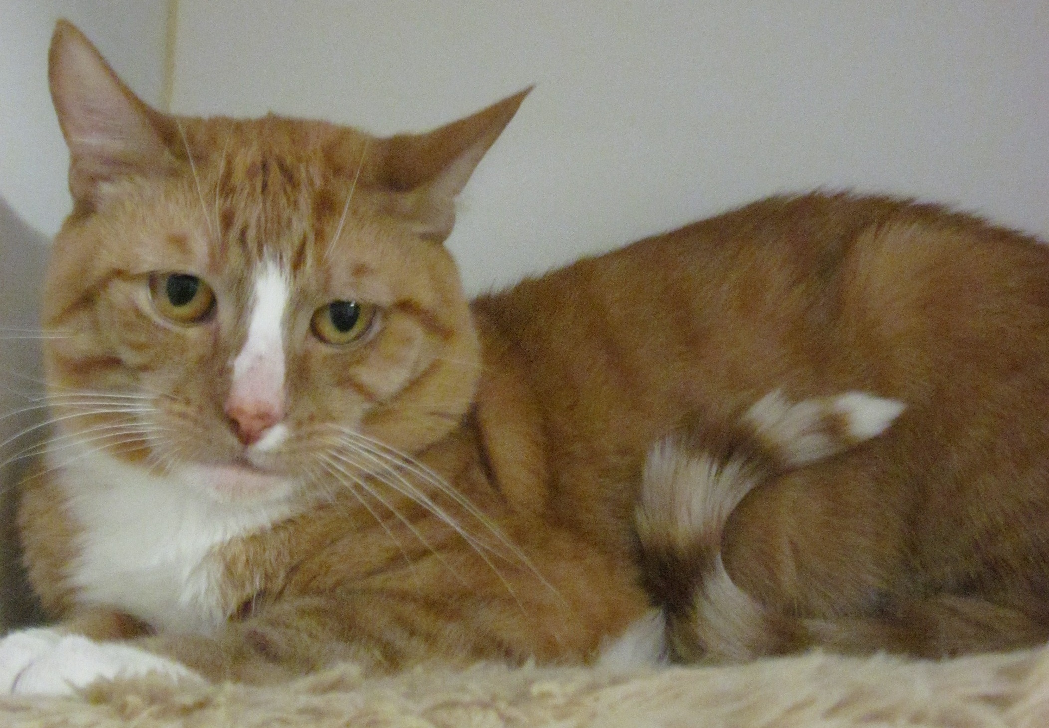 Droopy - Male Domestic Cat in NSW - PetRescue