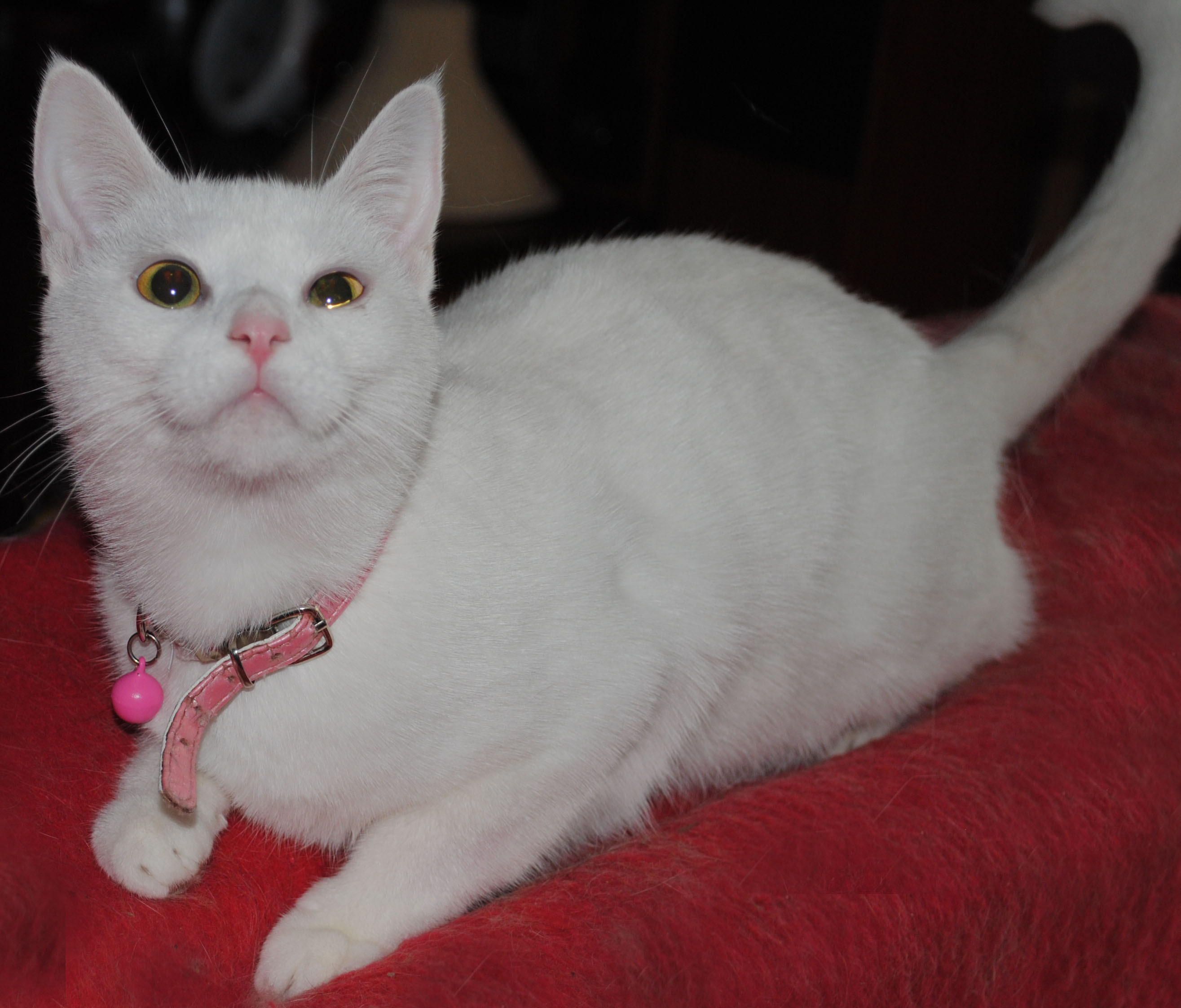 buffy-female-dsh-cat-in-vic-petrescue