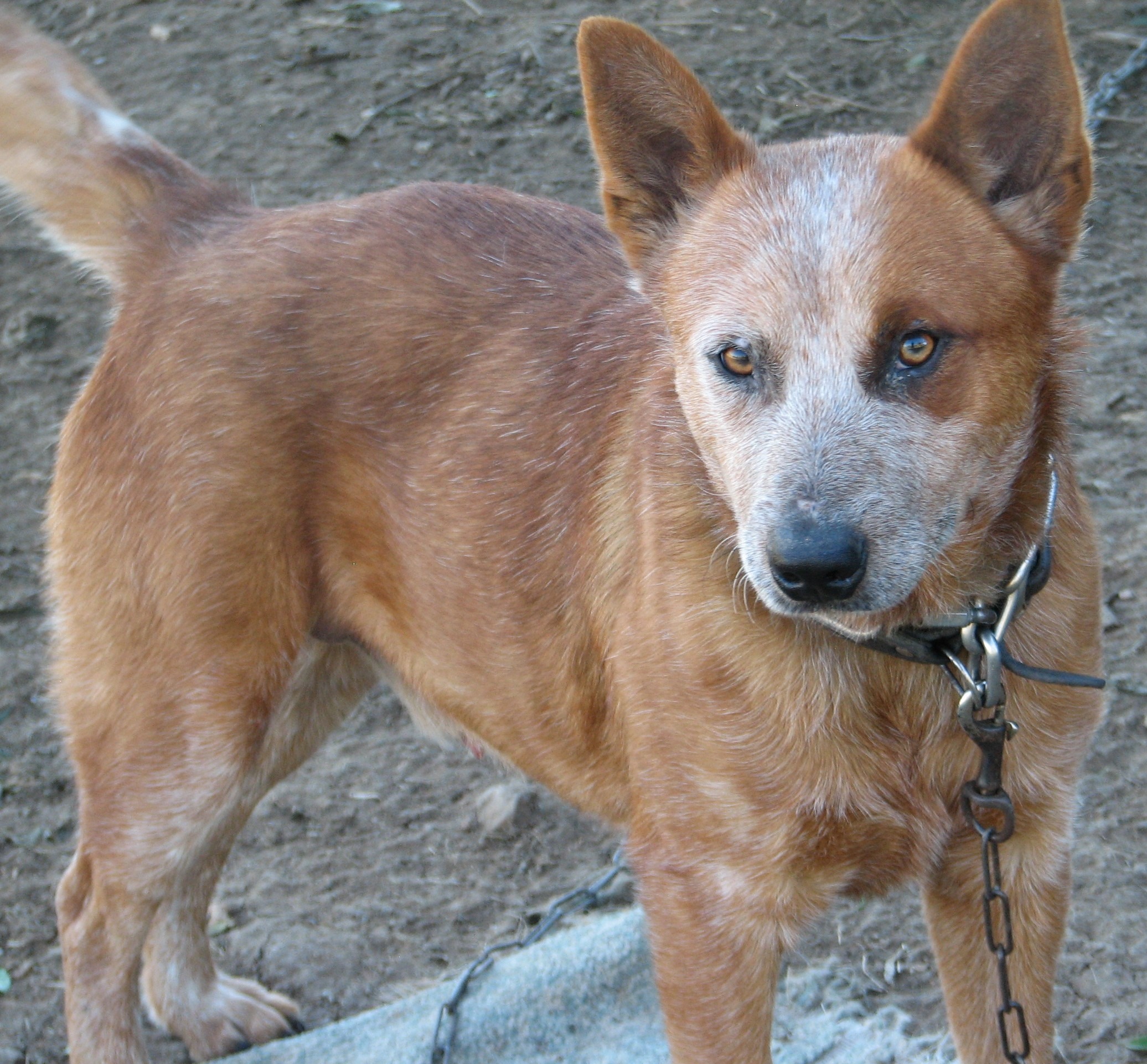 Chad - Medium Male Red Cattle Dog Dog in QLD - PetRescue