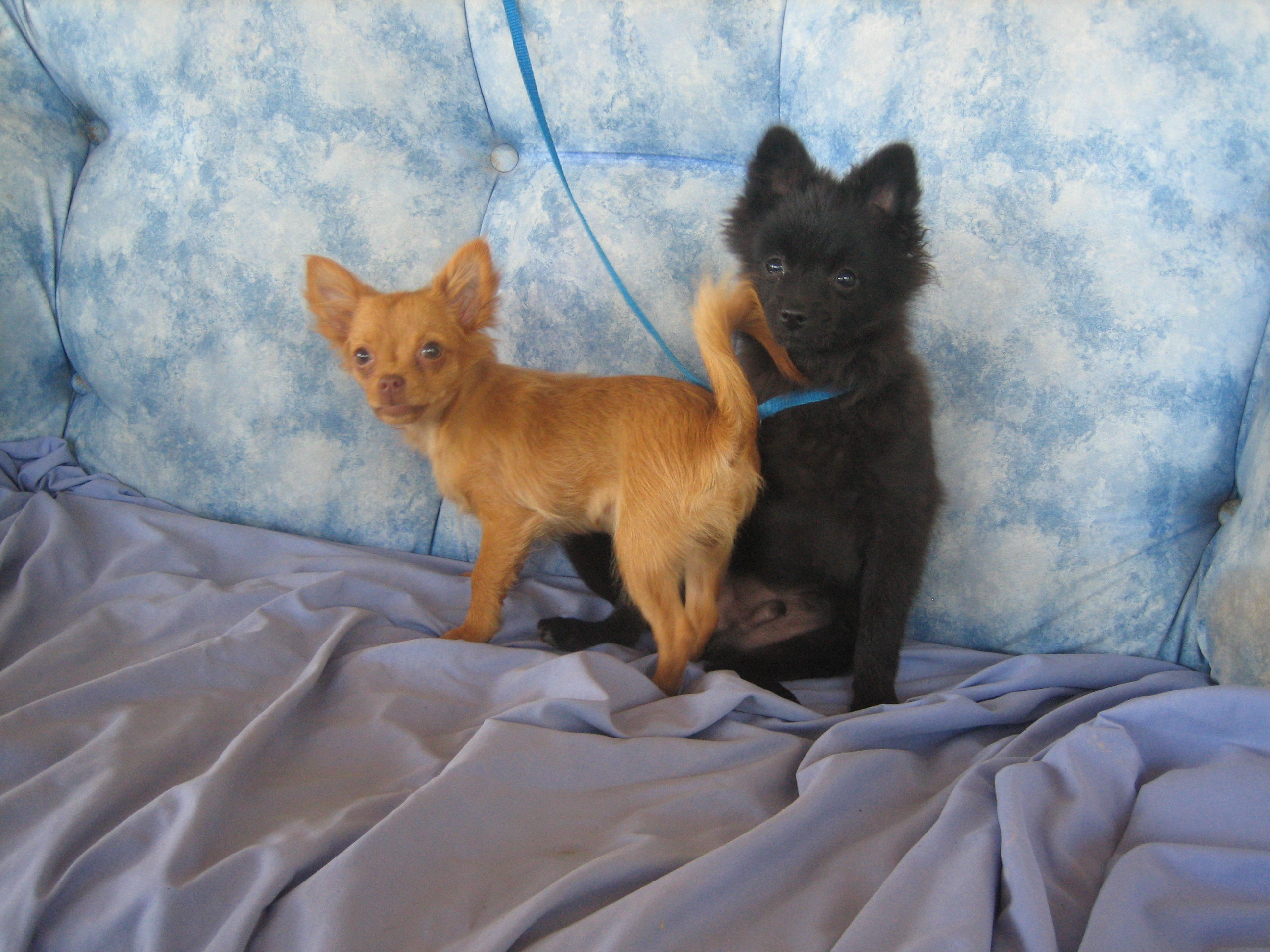 Small Dog Rescue Rossford Ohio - sqaahoe