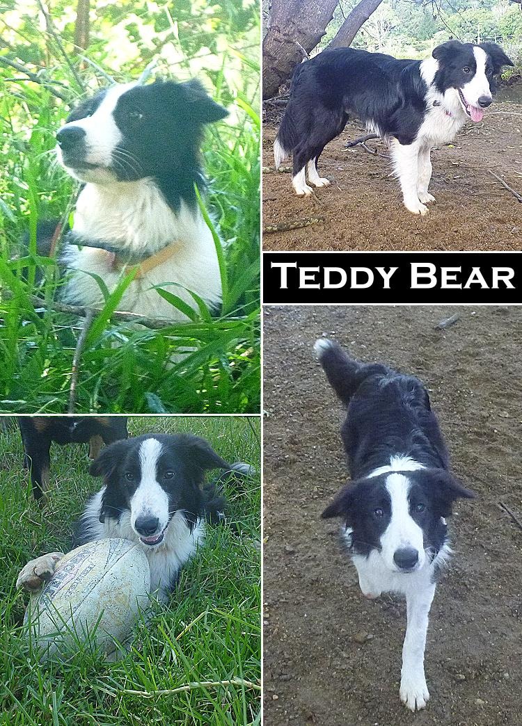 border collie teddy bear