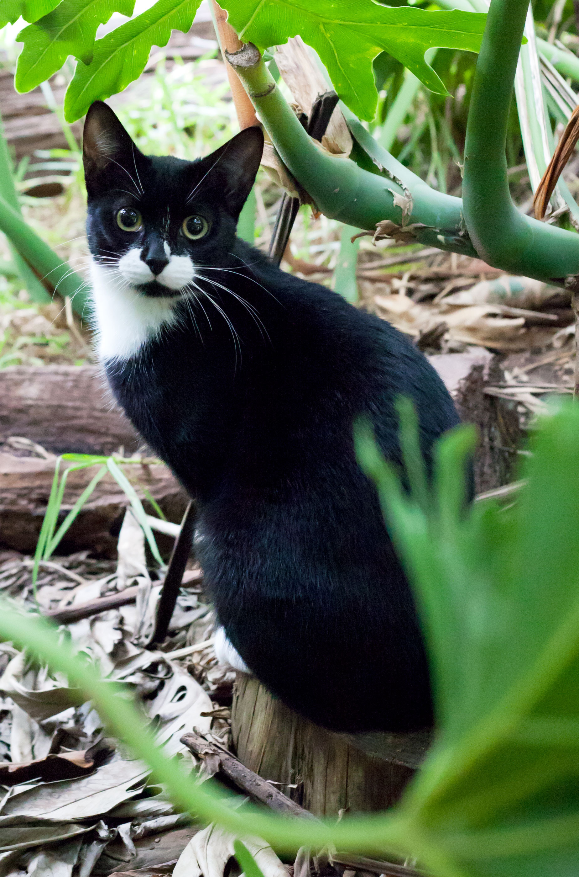Oomi - Female Possible Siamese Mix Cat in SA - PetRescue