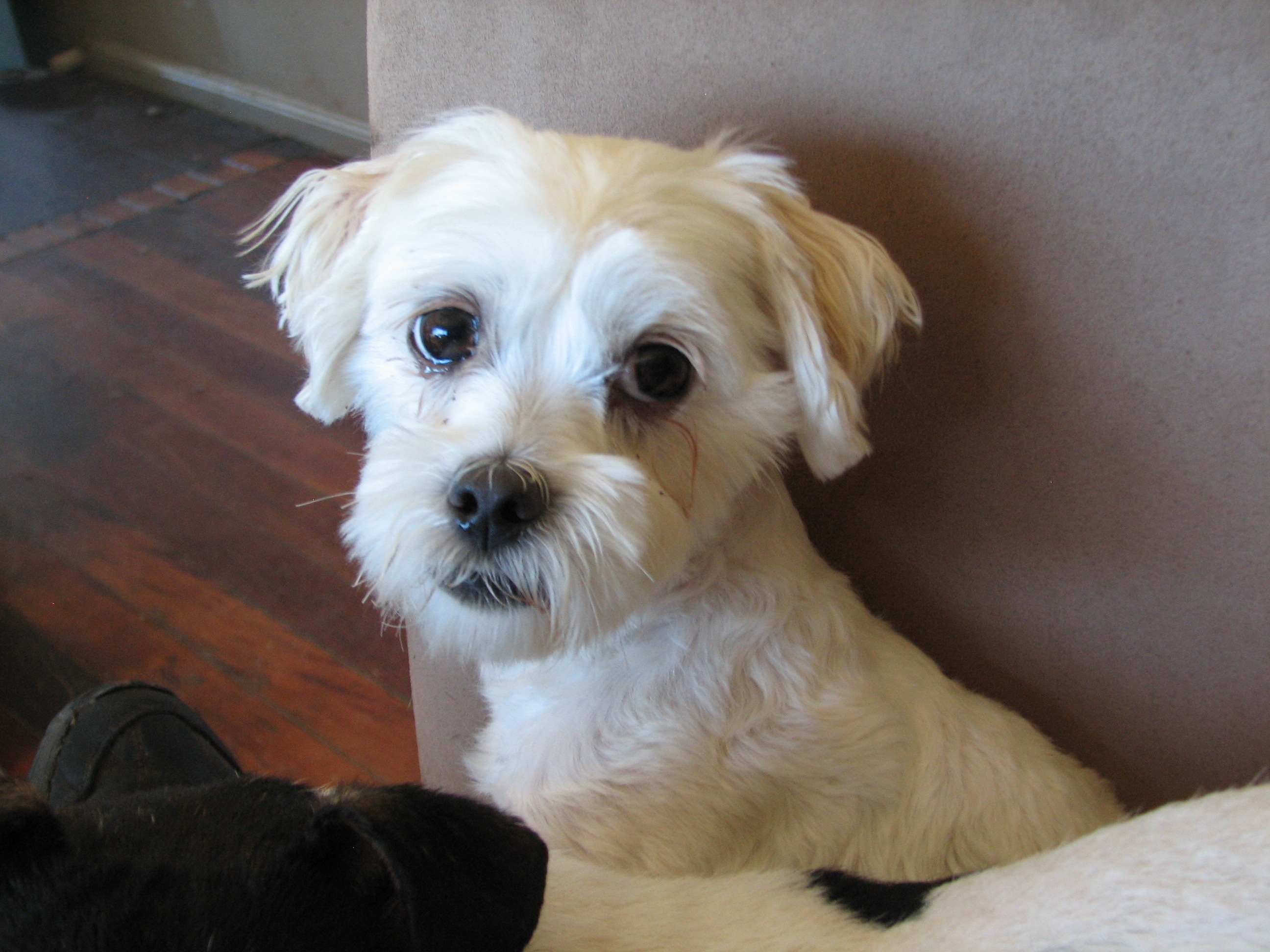 Milly *Adoption Pending* Small Female Maltese x Shih Tzu Dog in QLD
