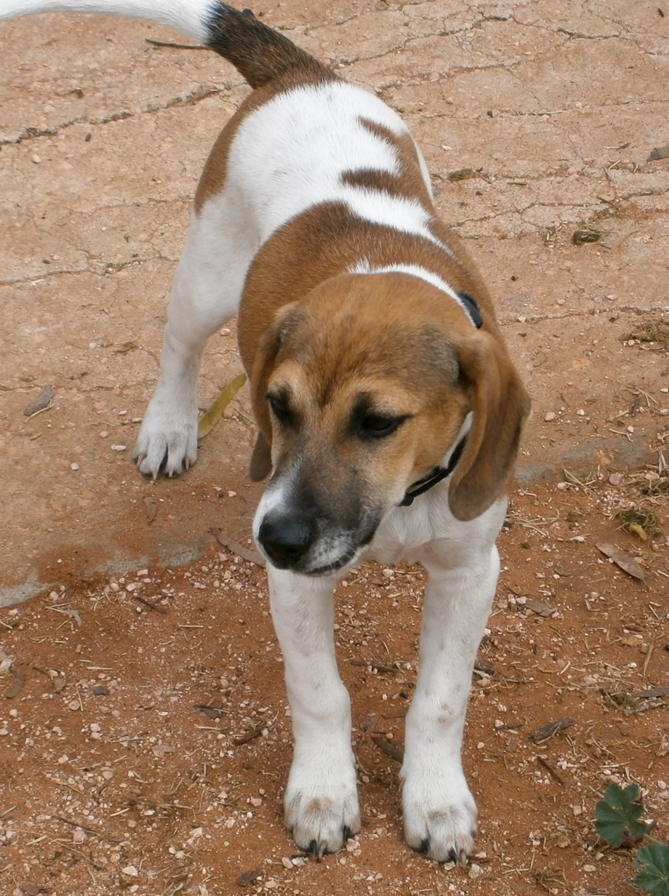 Boulder the Beagle x Terrier Dog