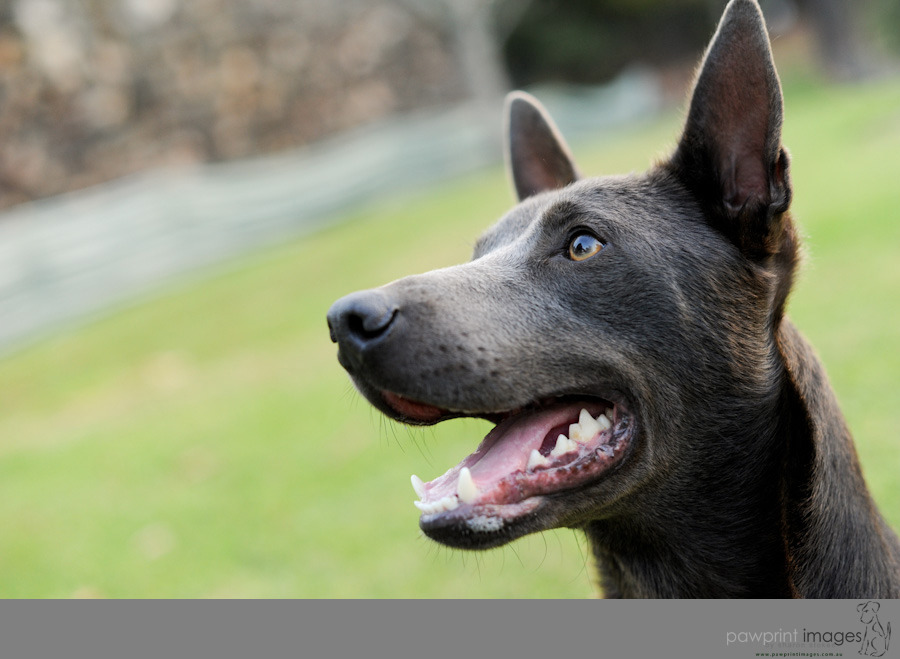 Murphy 'On Trial' Medium Male Blue Kelpie Dog in NSW PetRescue
