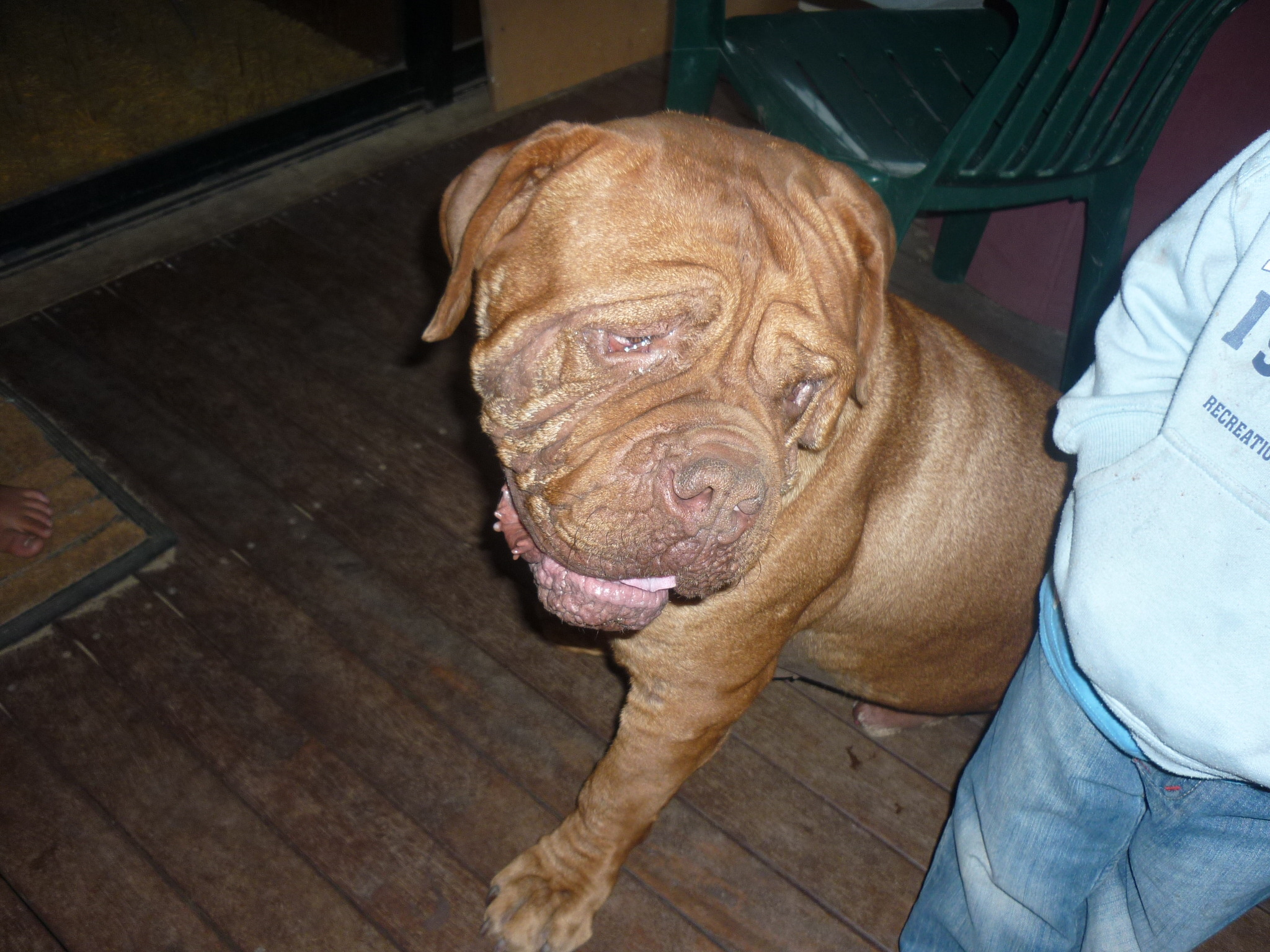 Dogue de Bordeaux Rescue - PetRescue