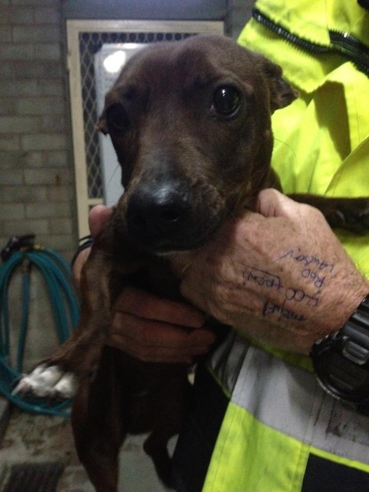 Sausage Dog Cross Staffie Female Small Female Sausage Dog Cross