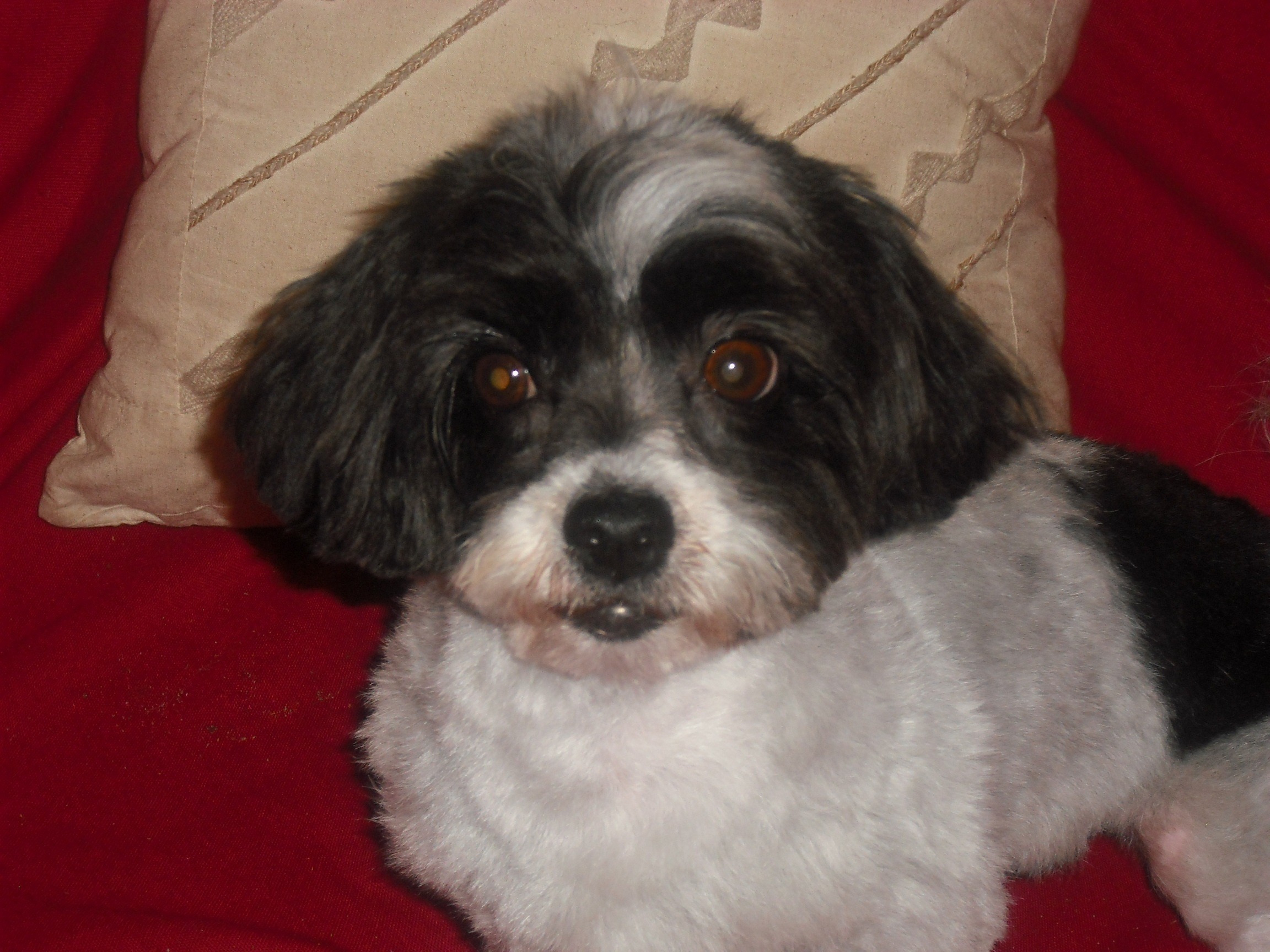 Norcal Poodle Rescue - vm0vq0j