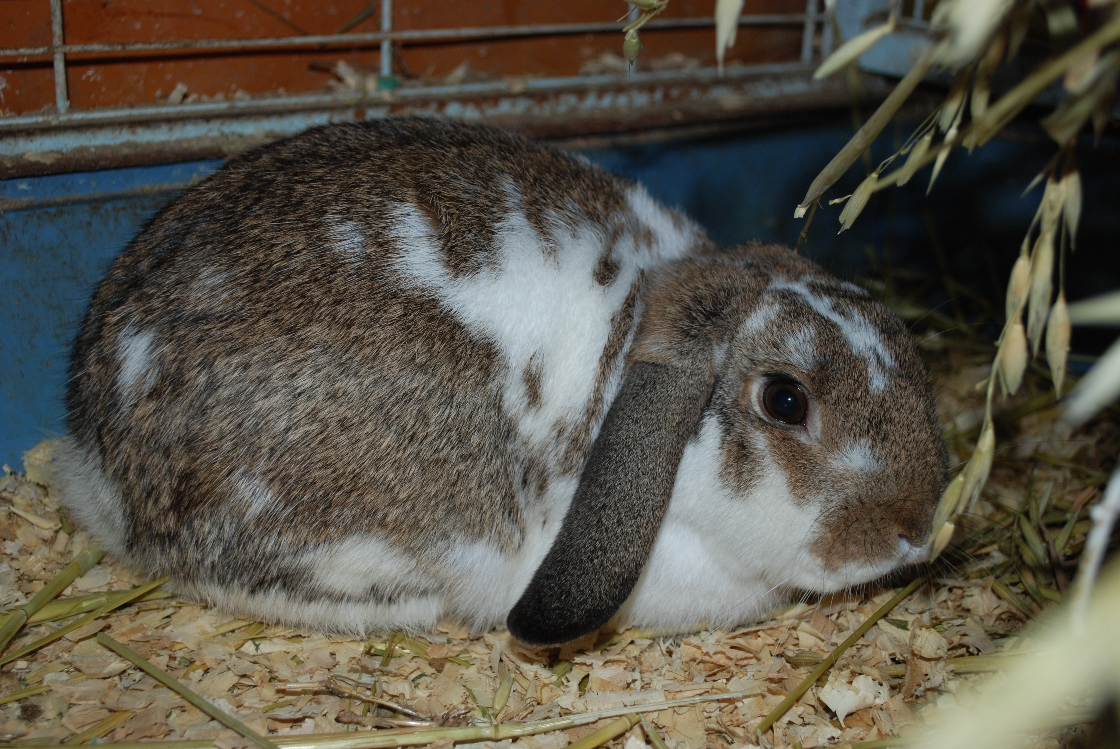 Chocky - Male Rabbit in NSW - PetRescue