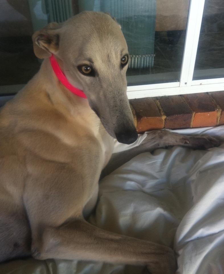 Shelly Large Female Greyhound Dog in QLD PetRescue