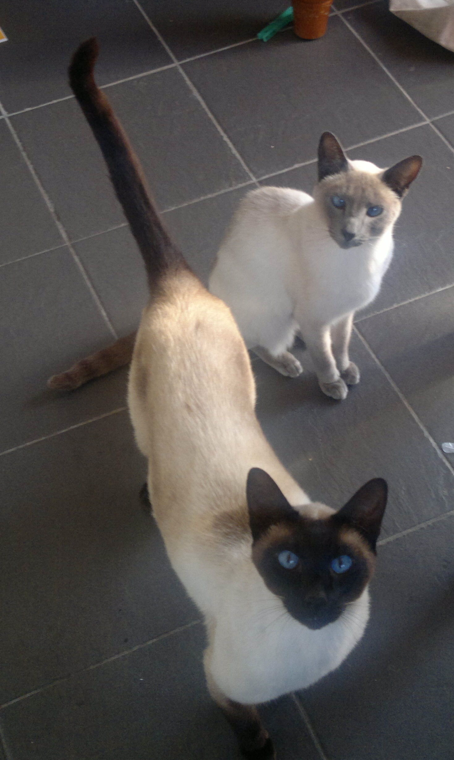 Mia And Meer Female Siamese Cat In NSW PetRescue