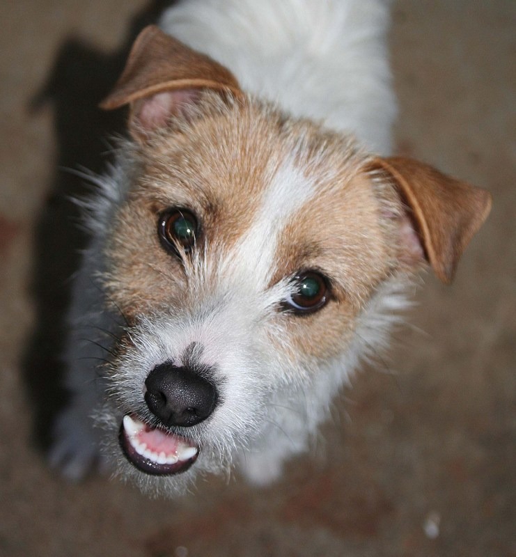 Jack Russell Rescue - PetRescue