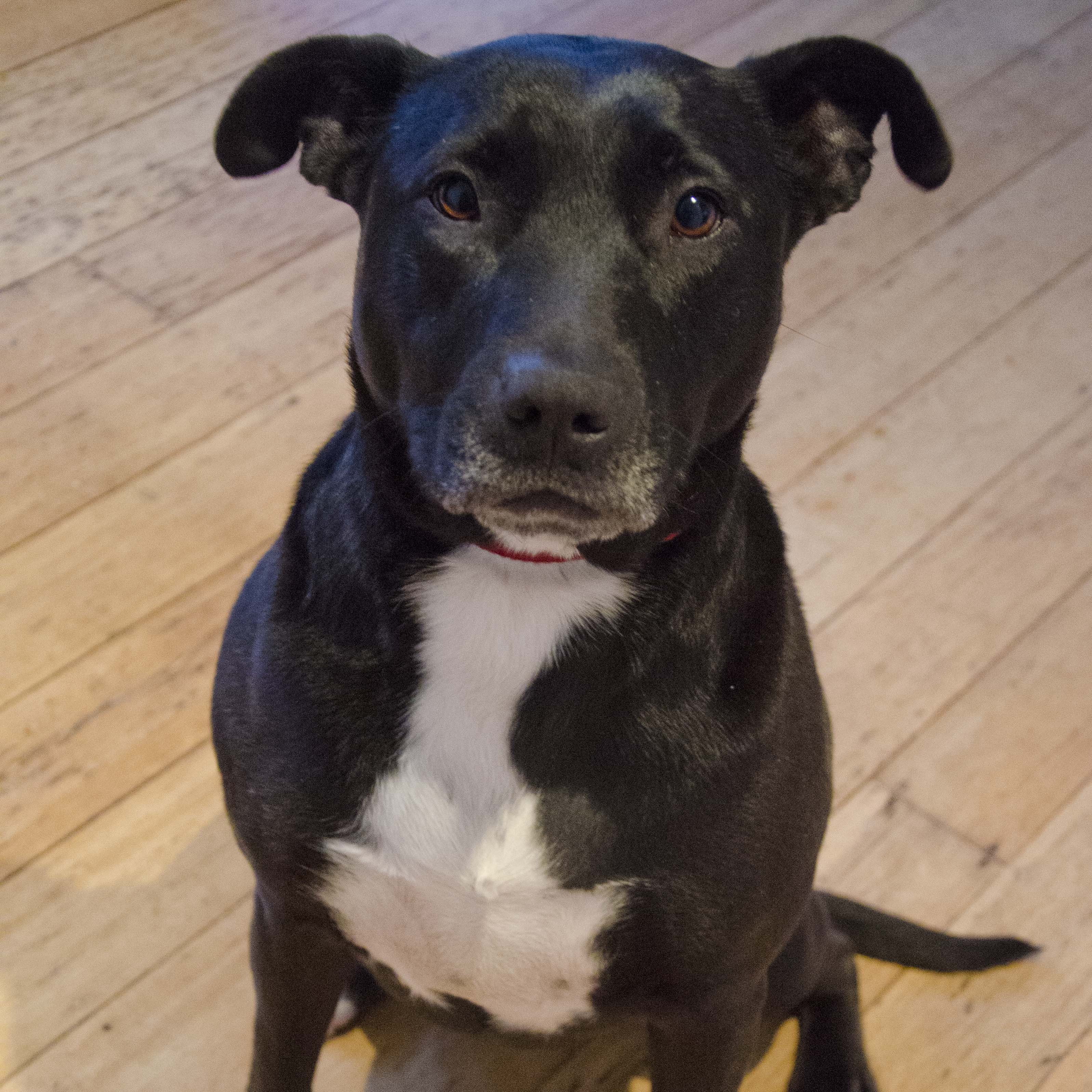 roxy-medium-female-labrador-x-staffy-mix-dog-in-vic-petrescue