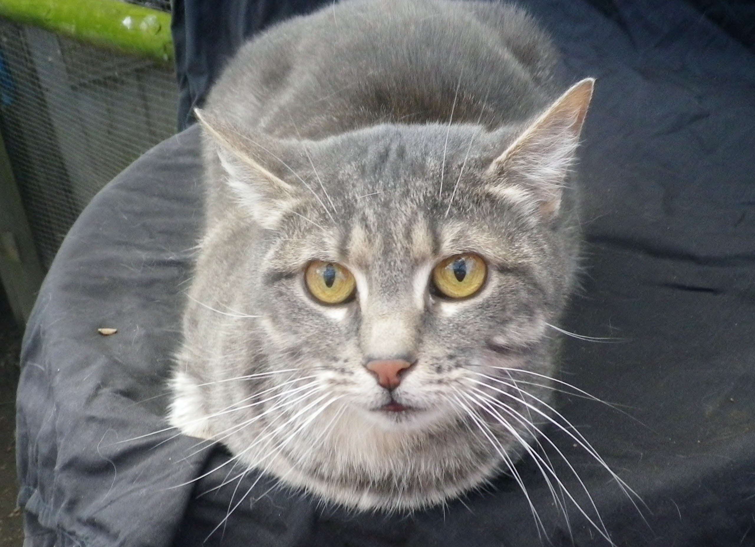 josie-female-dsh-cat-in-nsw-petrescue
