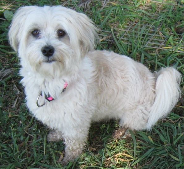 Benni Small Male Lhasa Apso x Maltese Dog in QLD PetRescue