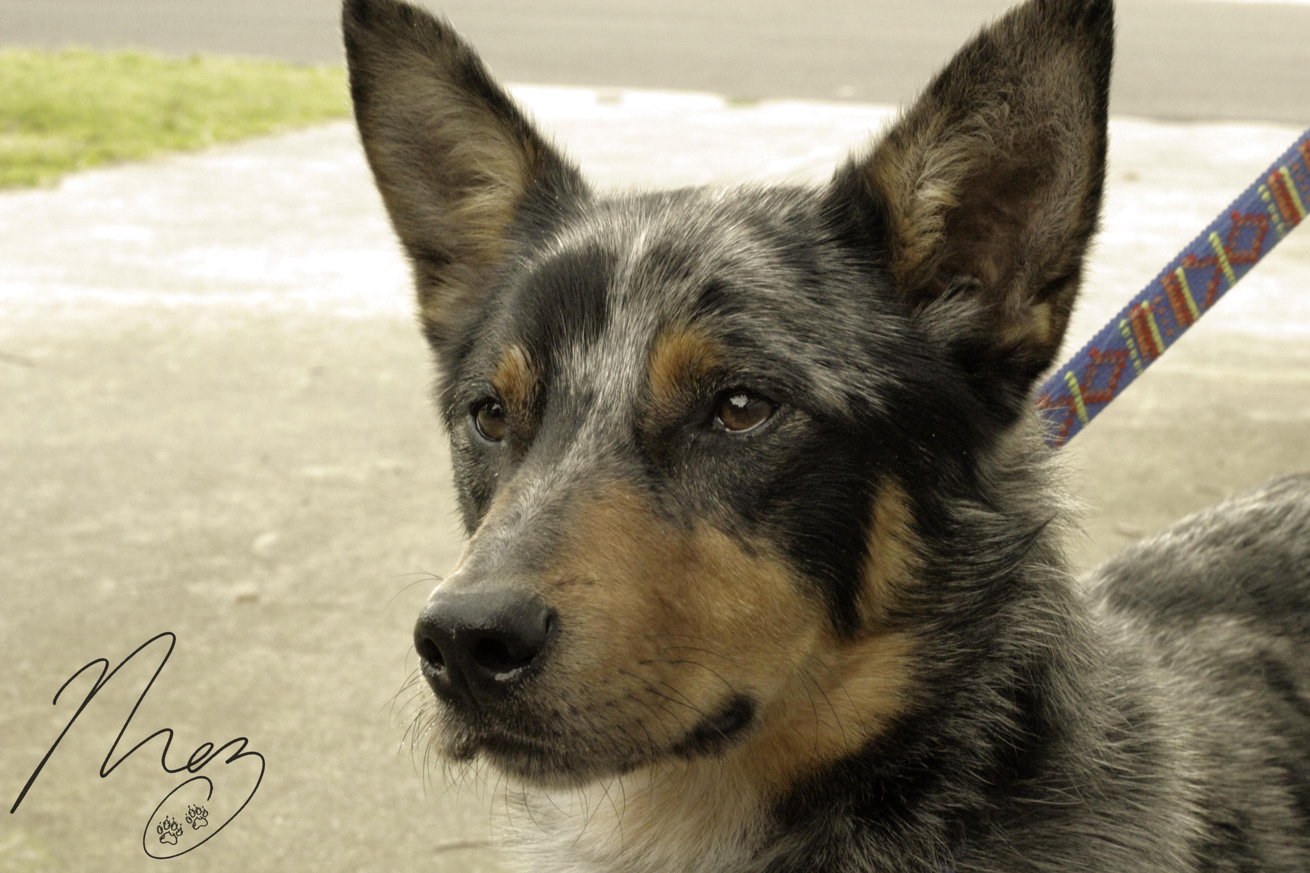 Kobe Koolie x Kelpie Medium Male Kelpie x Koolie Dog in VIC