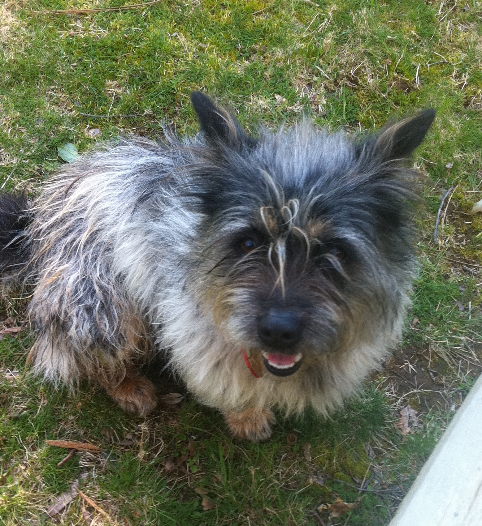 Dougal Small Male Cairn Terrier Dog in VIC PetRescue