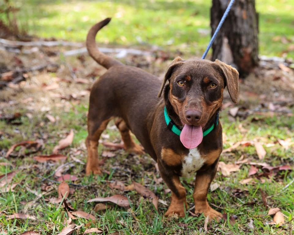 Barkley - Small Male Australian Kelpie 